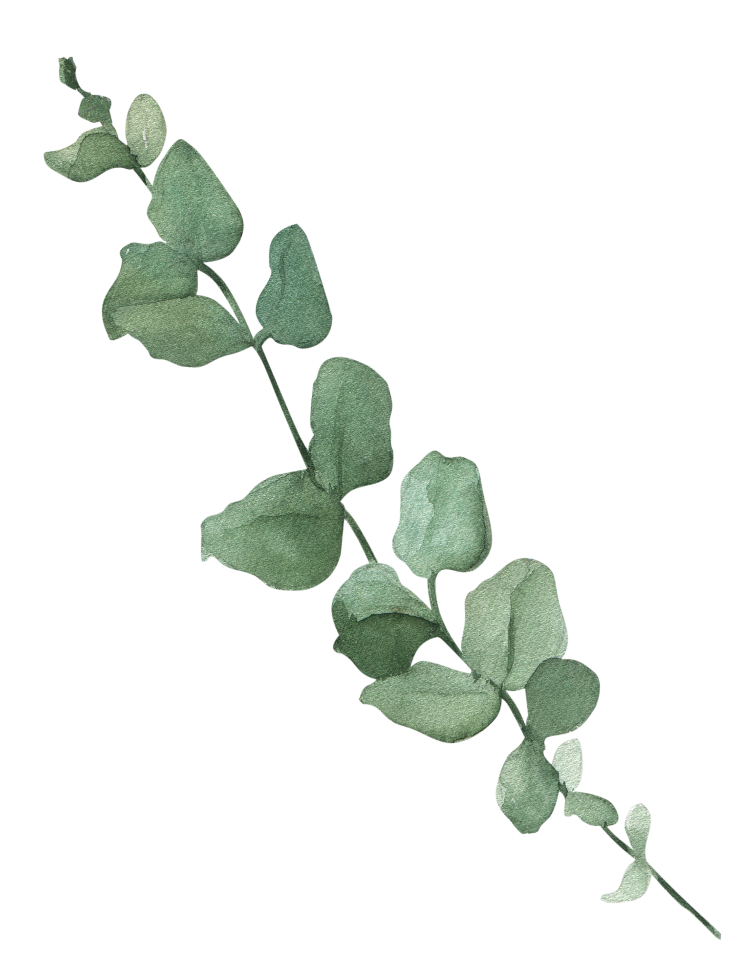 HwH Foliage Motif for Website