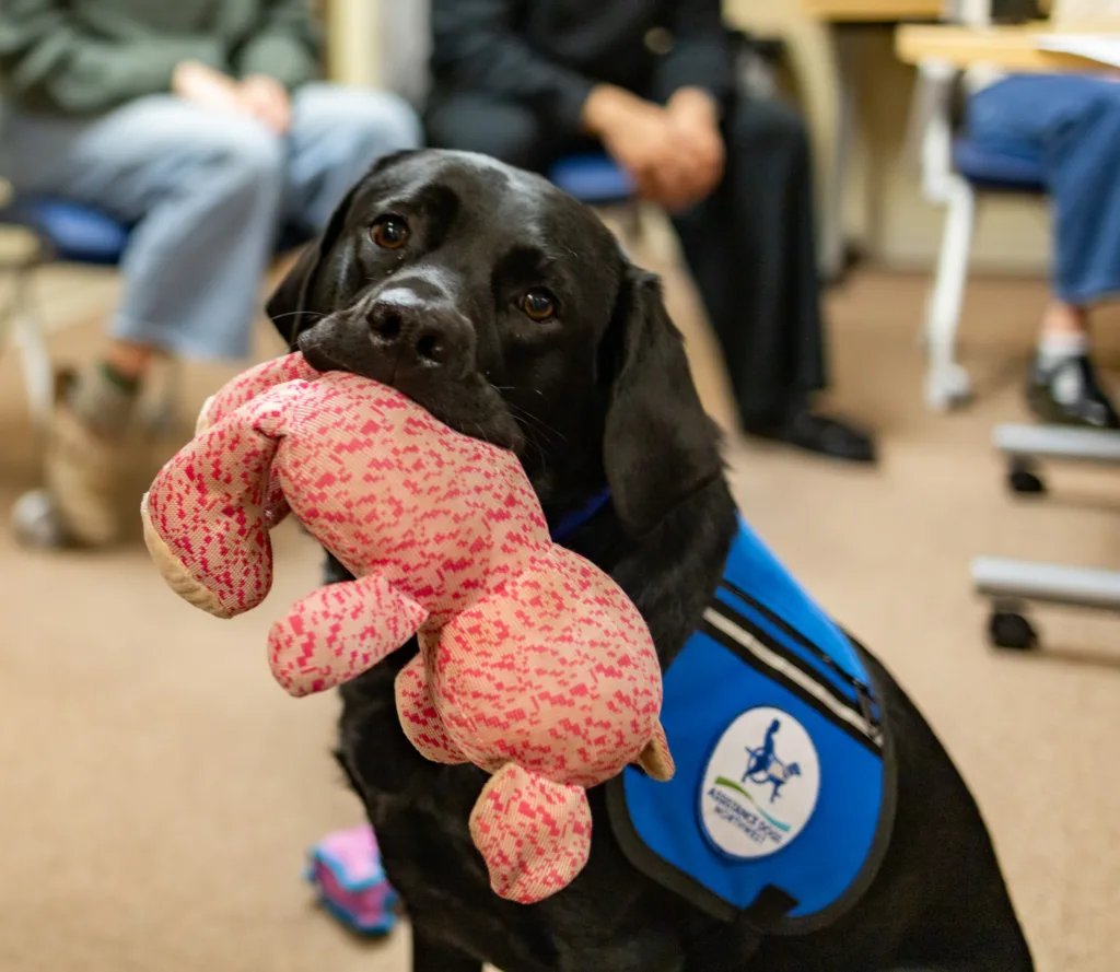 A black dog is wearing a blue service vest and holding a pink stuffed animal in its mouth.